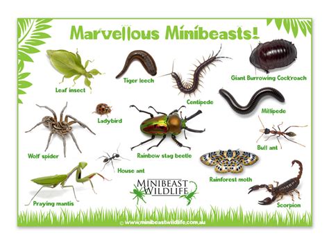 MiniBeast .